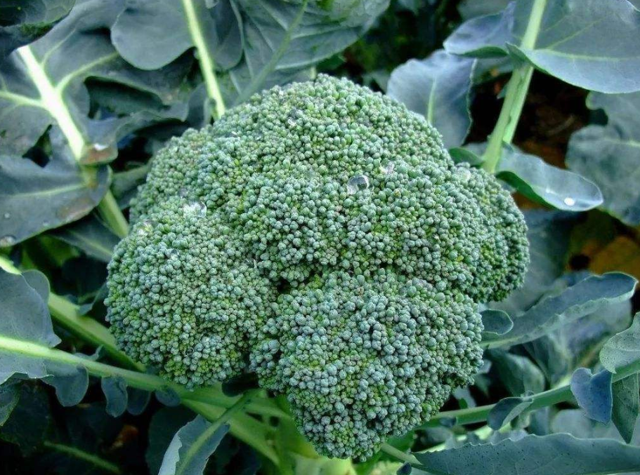 28d4a320e377d09f71ad46e32c01293e_image(54)