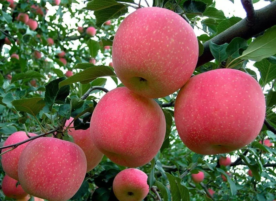 82ab5b228f6a52587ebae20aa330ab18_image(61)